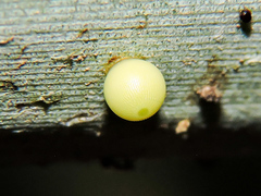 Dynastor darius stygianus