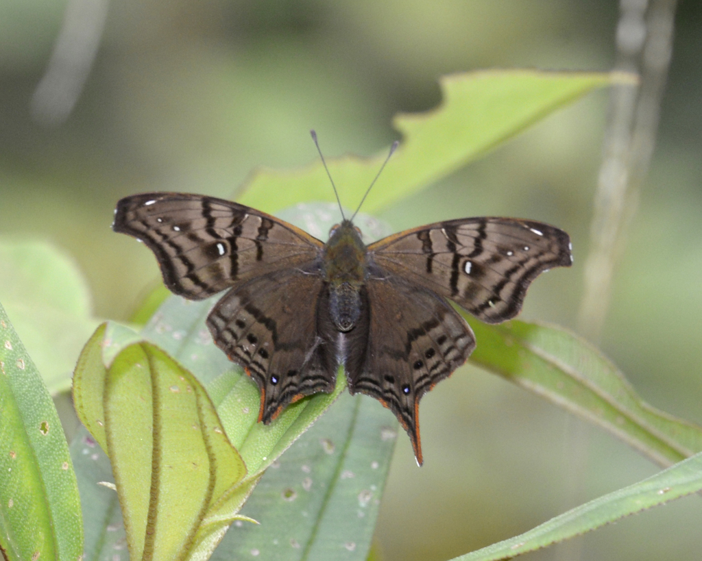 Banded Mapwing