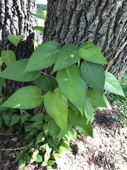 Epipremnum aureum image