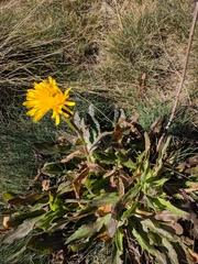 Hypochaeris uniflora