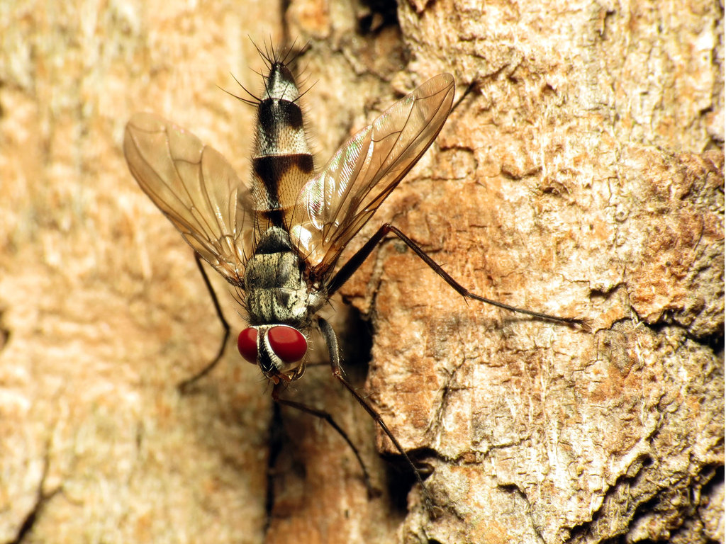 Zelia vertebrata