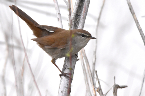 Cetti's Warbler