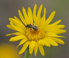 Lasioglossum impavidum