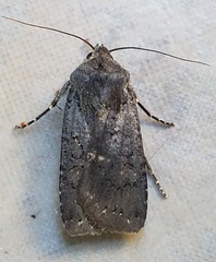 Euxoa velleripennis