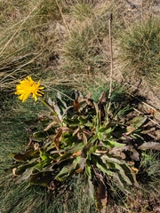 Hypochaeris uniflora