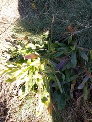 Hypochaeris uniflora