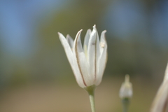 Allium moschatum