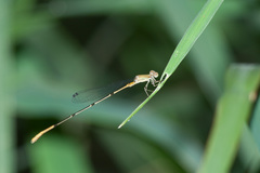 Leptobasis melinogaster