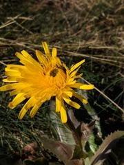 Hypochaeris uniflora