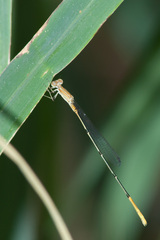 Leptobasis melinogaster