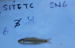 Notropis volucellus