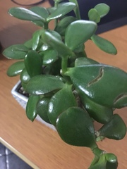 Crassulaceae