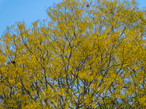 Schizolobium parahyba - Whole tree