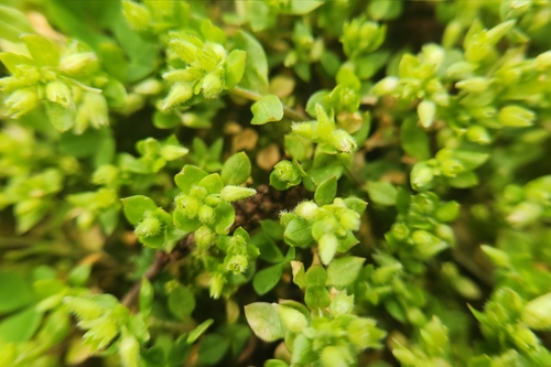 Stellaria apetala, photograph 1