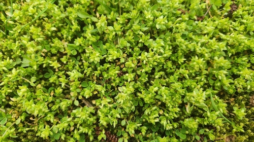 Stellaria apetala, photograph 2