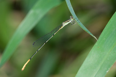 Leptobasis melinogaster