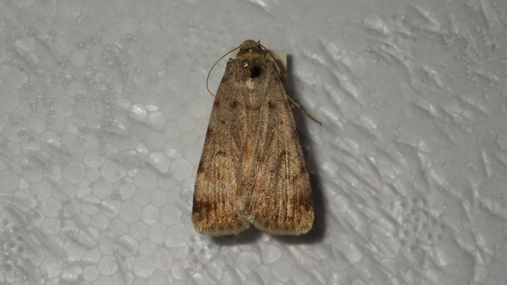 Autophila dilucida