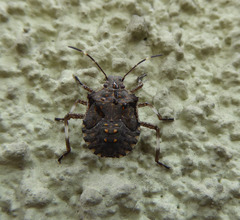 Halyomorpha halys