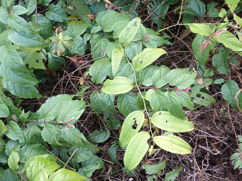 Jasminum dispermum