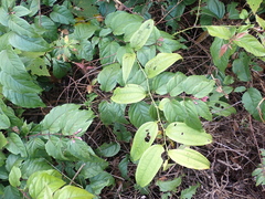 Jasminum dispermum