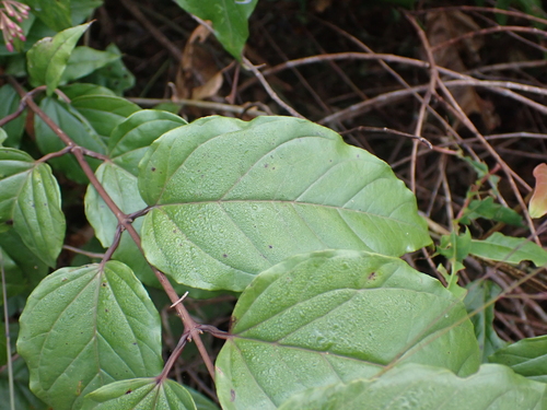 Jasminum dispermum, photograph 1