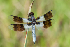 Plathemis subornata