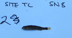 Etheostoma histrio