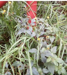 Bidens pilosa pilosa