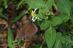 Euploea eunice hobsoni