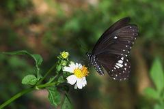 Papilio castor formosanus