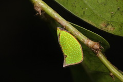 Salurnis marginella