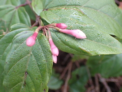 Jasminum dispermum, photograph (c) luluchouette, some rights reserved (CC BY)
