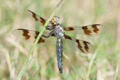 Plathemis subornata