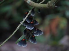 Hades noctula
