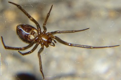 Steatoda