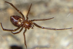 Steatoda