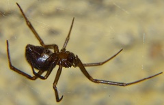 Steatoda