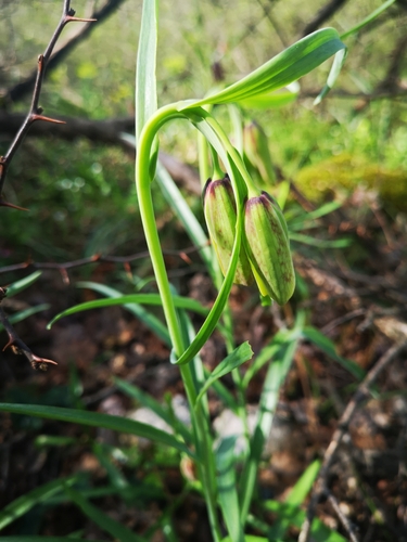 Image of Fritillaria messanensis by (c) Anastasia Titovets, some rights reserved (CC BY)