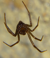 Steatoda