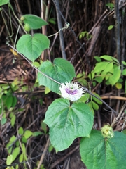 Image of Passiflora vesicaria