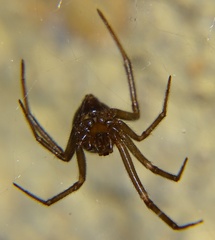 Steatoda