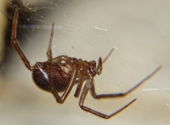 Steatoda