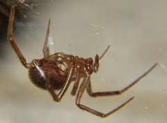 Steatoda