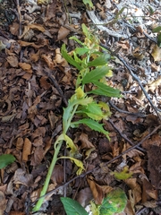 Hylotelephium telephium fabaria