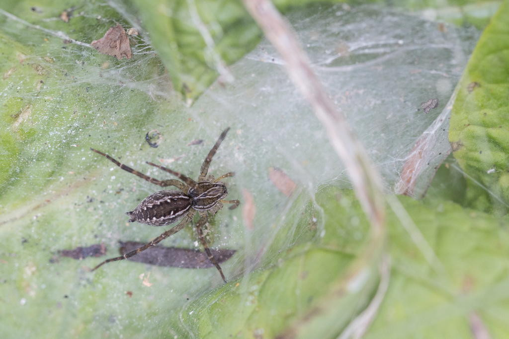 Aglaoctenus lagotis