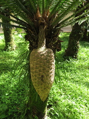 Dioon