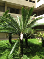 Dioon spinulosum