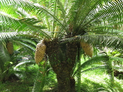Dioon spinulosum