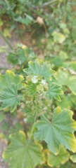 Malva parviflora image