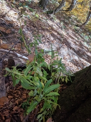 Hylotelephium telephium fabaria